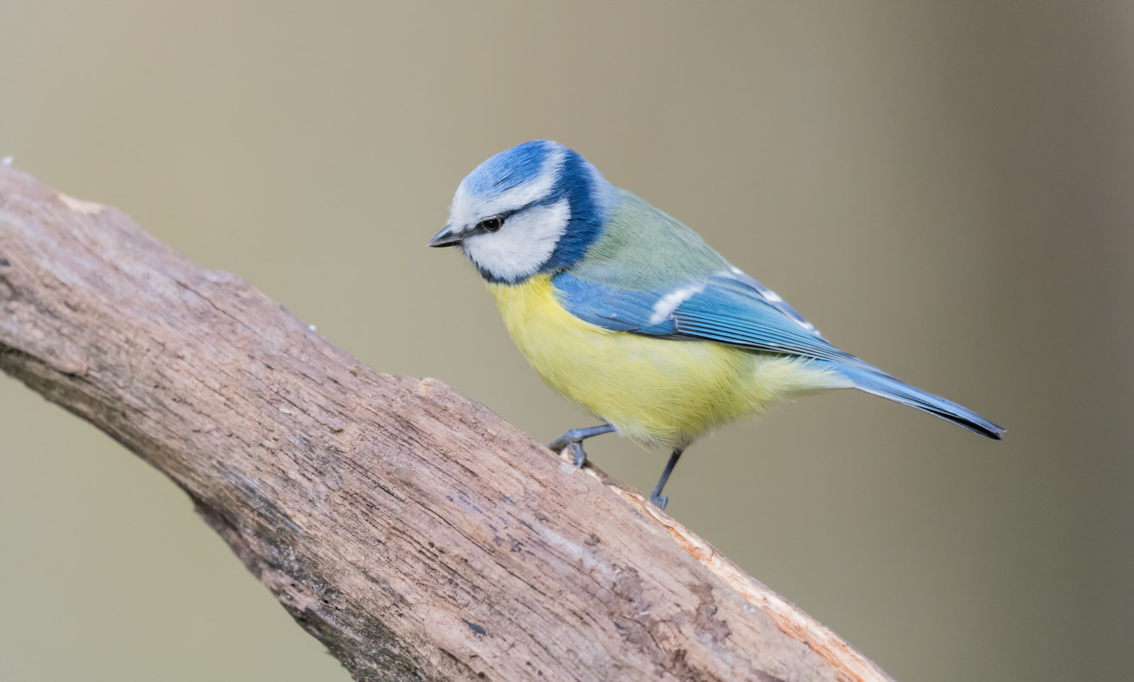 Nikon D7100 + Nikon AF-S Nikkor 500mm F4G ED VR sample photo. Pimpelmees - blue tit photography