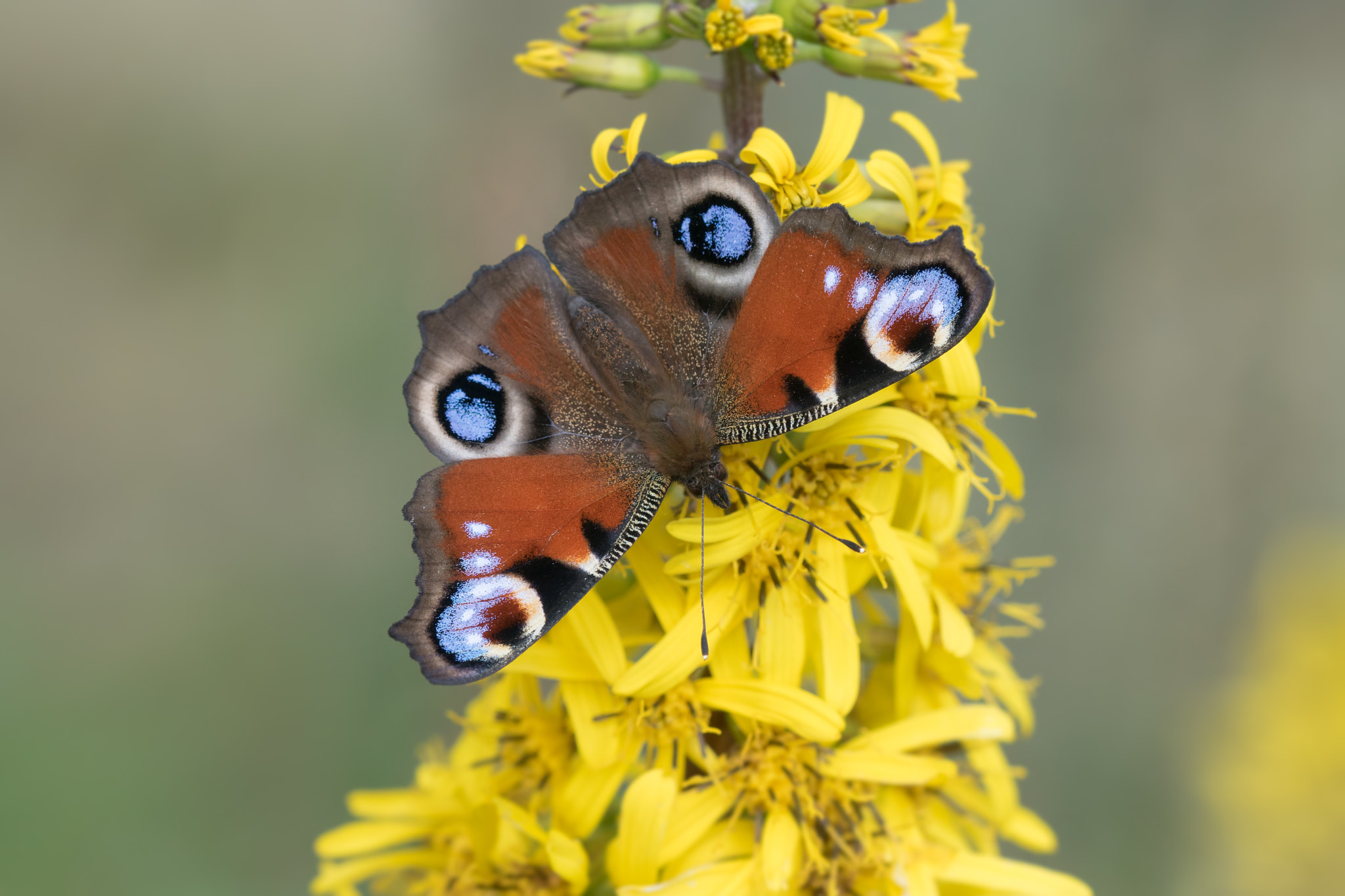 Sony ILCA-77M2 + 105mm F2.8 sample photo. European peacock photography