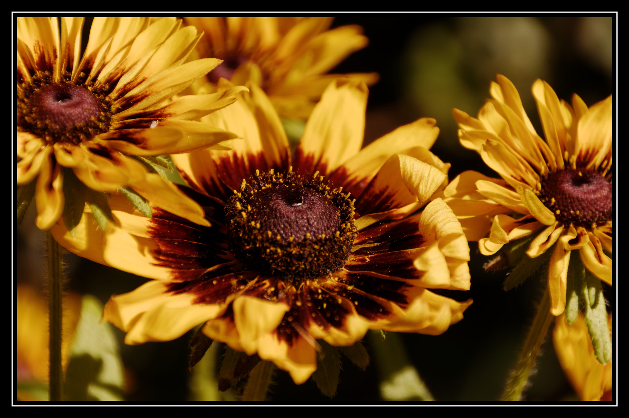 Pentax smc DA 18-270mm F3.5-6.3 ED SDM sample photo. Rudbeckia photography