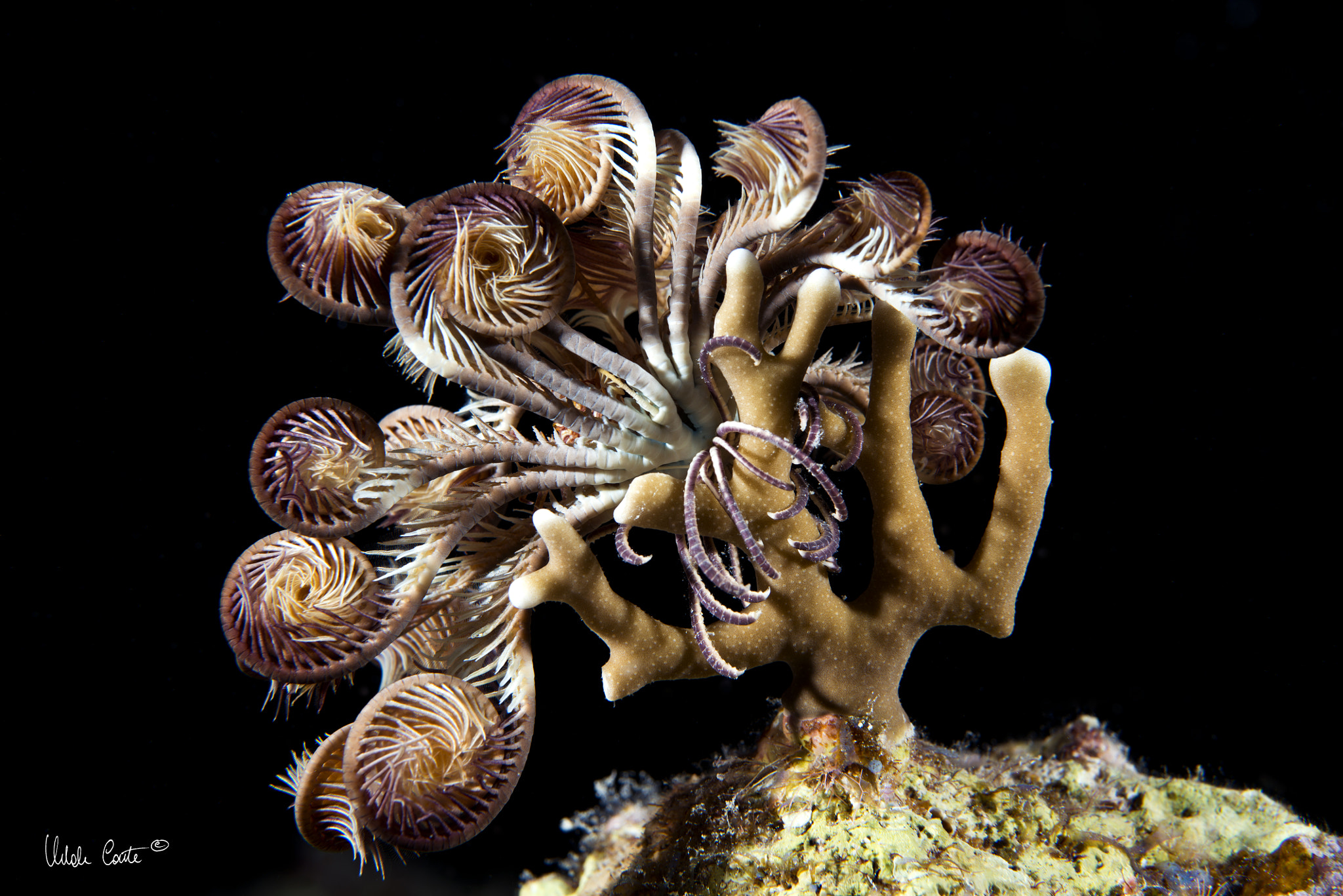 Nikon D800E + Nikon AF Micro-Nikkor 60mm F2.8D sample photo. Water and underwater photography