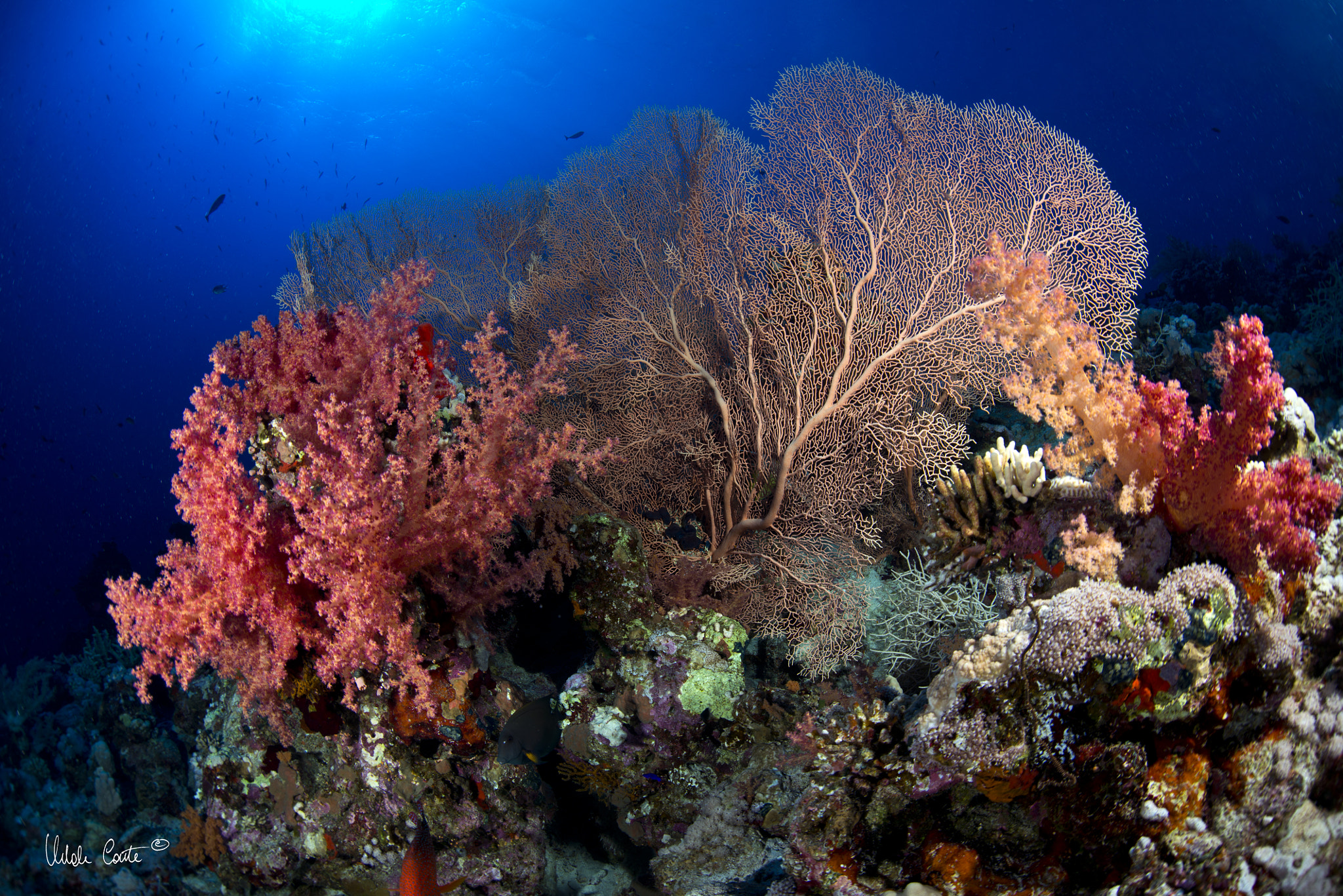 Nikon D800E + Sigma 15mm F2.8 EX DG Diagonal Fisheye sample photo. Water and underwater photography