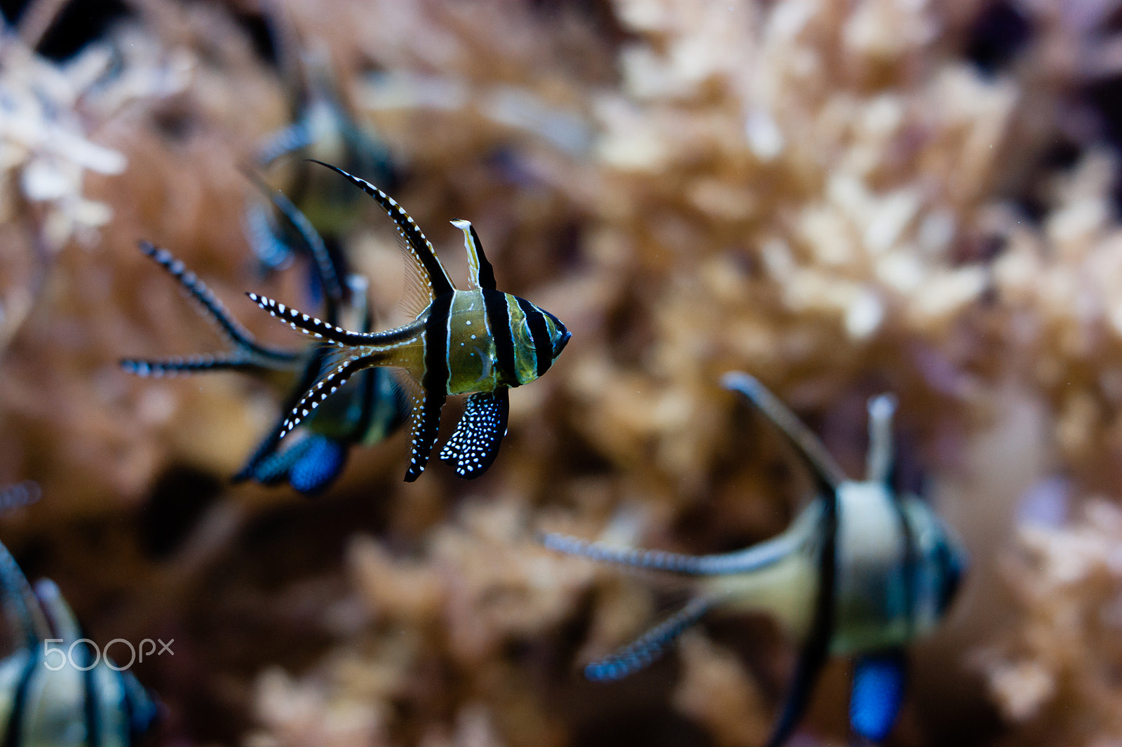 Sony Alpha DSLR-A290 + Sony DT 50mm F1.8 SAM sample photo. Striped fish swimming photography
