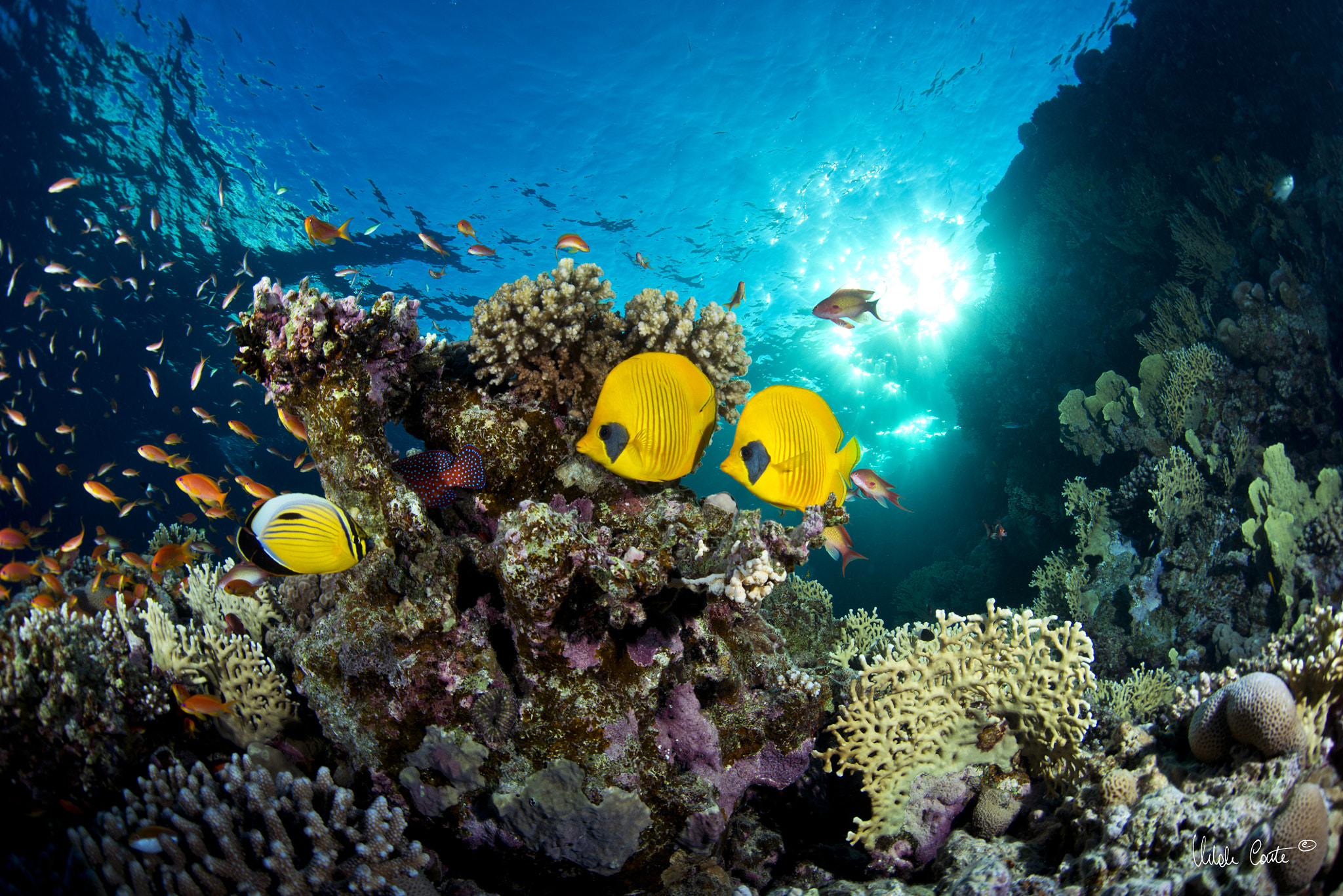Nikon D800E + Sigma 15mm F2.8 EX DG Diagonal Fisheye sample photo. Water and underwater photography