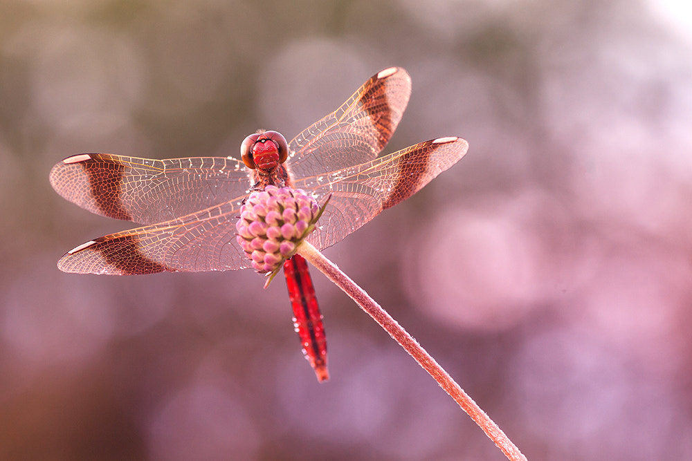 Sony Alpha DSLR-A700 + Tamron SP AF 90mm F2.8 Di Macro sample photo. Red beauty! photography
