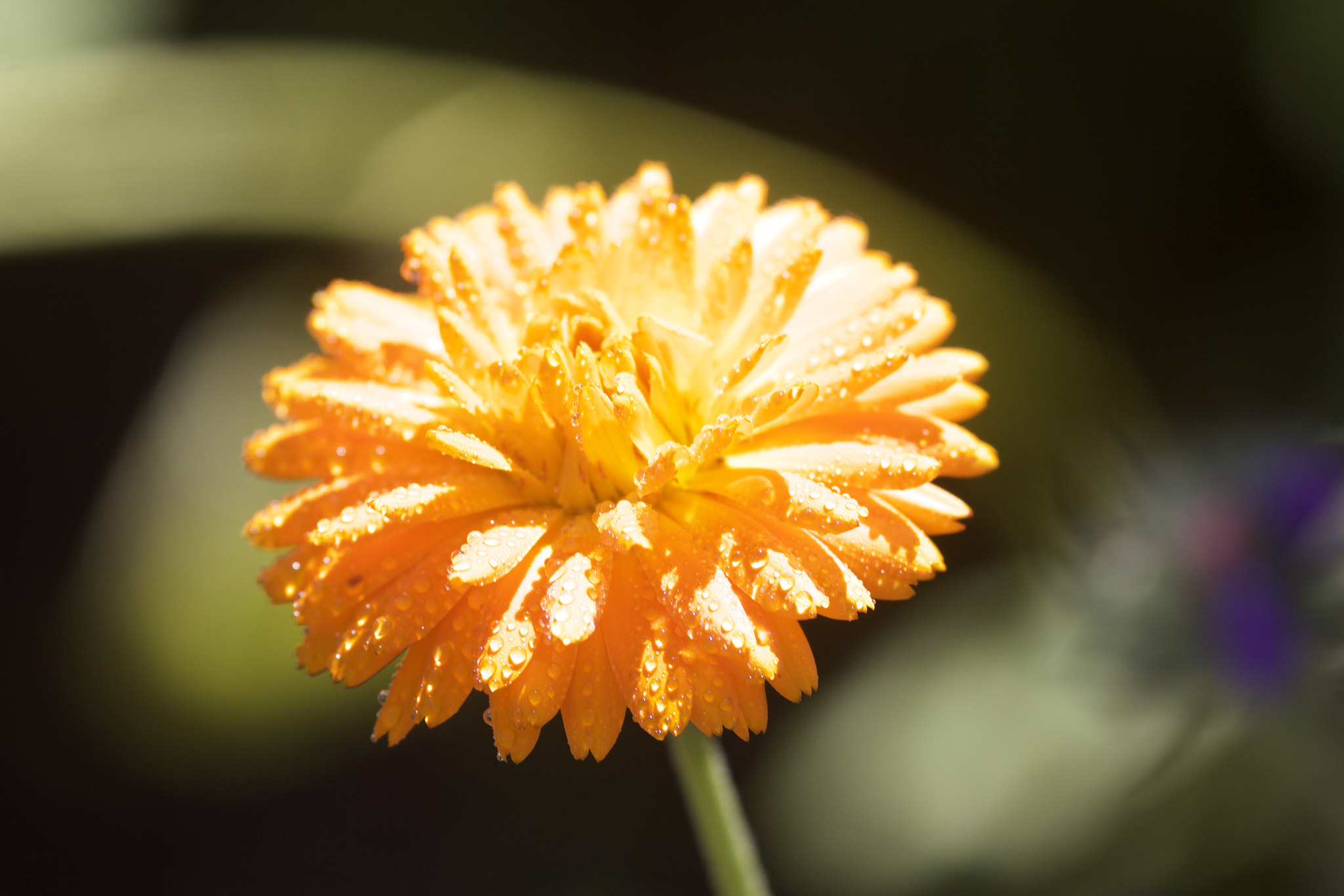 Canon EOS 550D (EOS Rebel T2i / EOS Kiss X4) + Sigma 105mm F2.8 EX DG Macro sample photo. Marigold in flower with water droplets photography