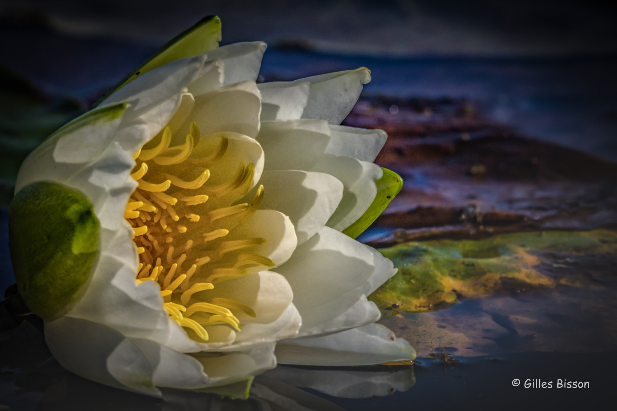 Canon EF 100-400mm F4.5-5.6L IS USM sample photo. Water lily photography