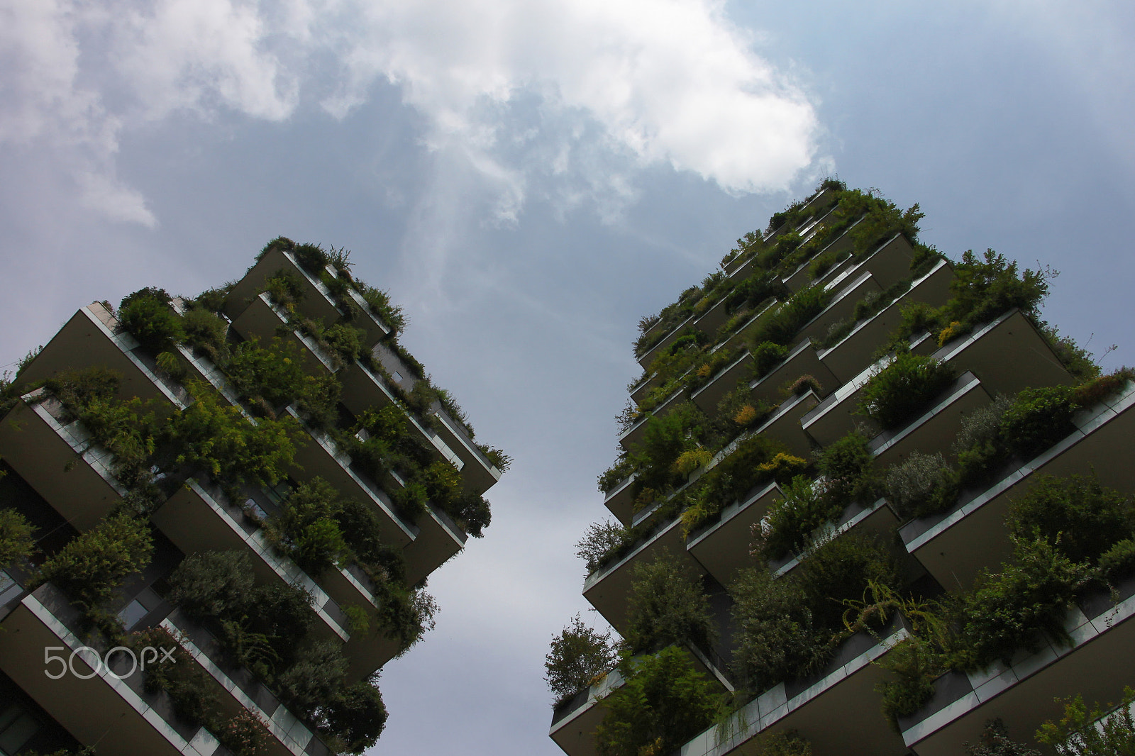 Canon EOS 500D (EOS Rebel T1i / EOS Kiss X3) sample photo. Bosco verticale photography