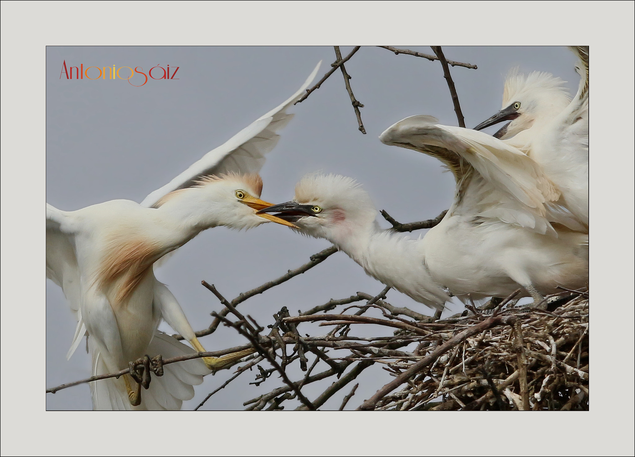 Canon EF 100-400mm F4.5-5.6L IS USM sample photo. Garcillas photography