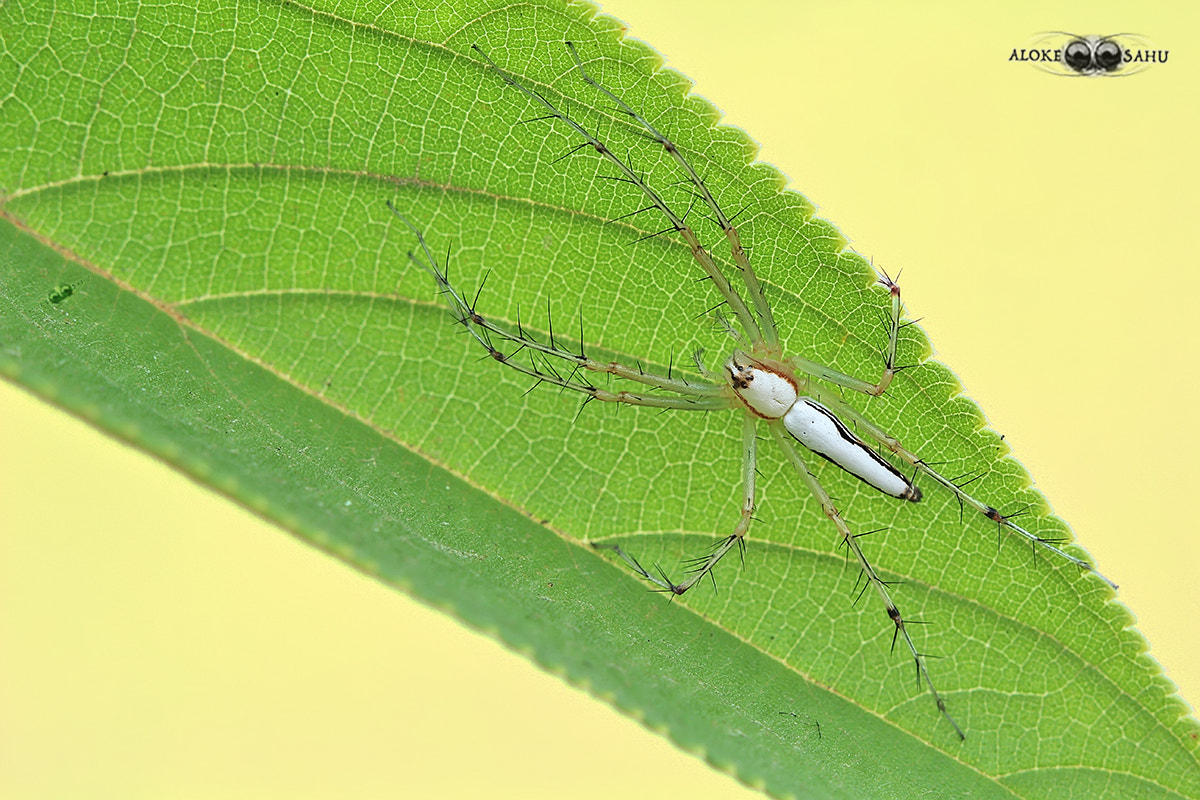 Canon MP-E 65mm F2.5 1-5x Macro Photo sample photo. Oxyopes shweta photography