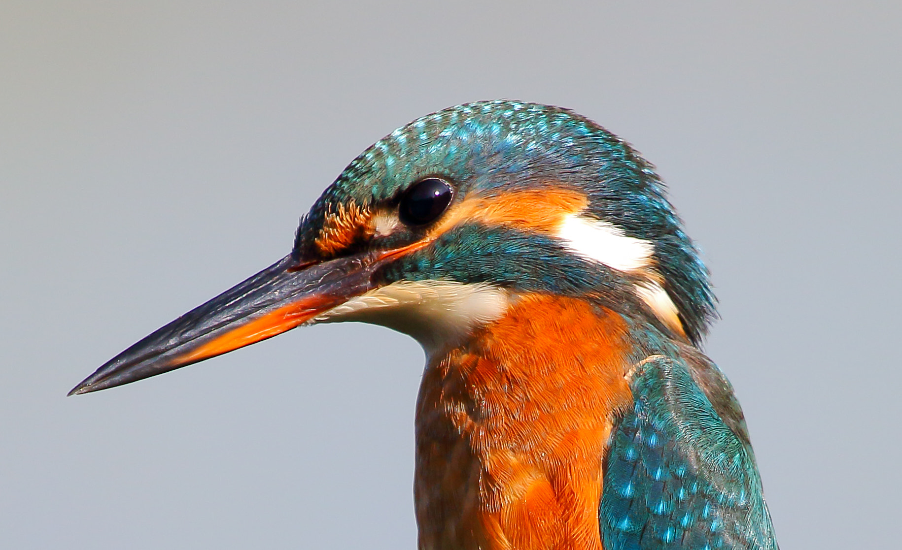 Canon EF 100-400mm F4.5-5.6L IS USM sample photo. Female kingfisher photography