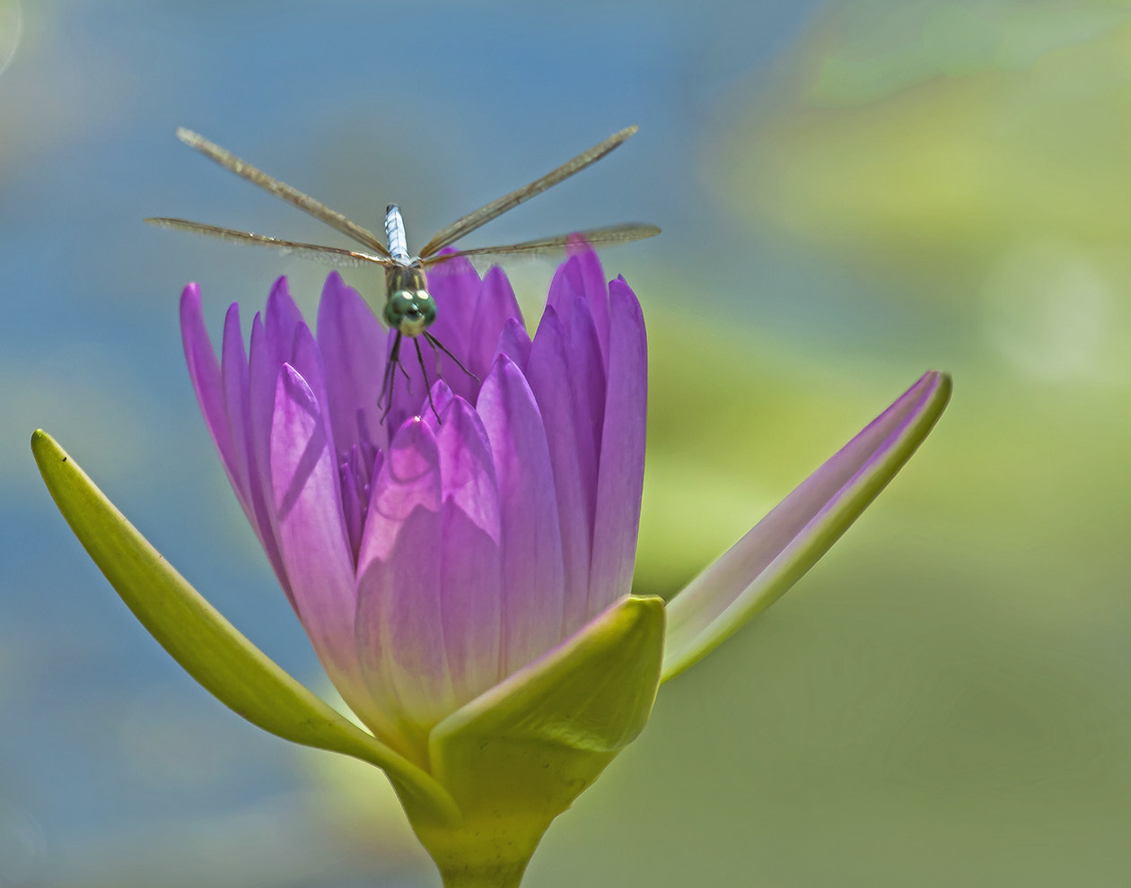 Canon EOS 50D + Canon EF 100-400mm F4.5-5.6L IS USM sample photo. Dragonfly and lily photography