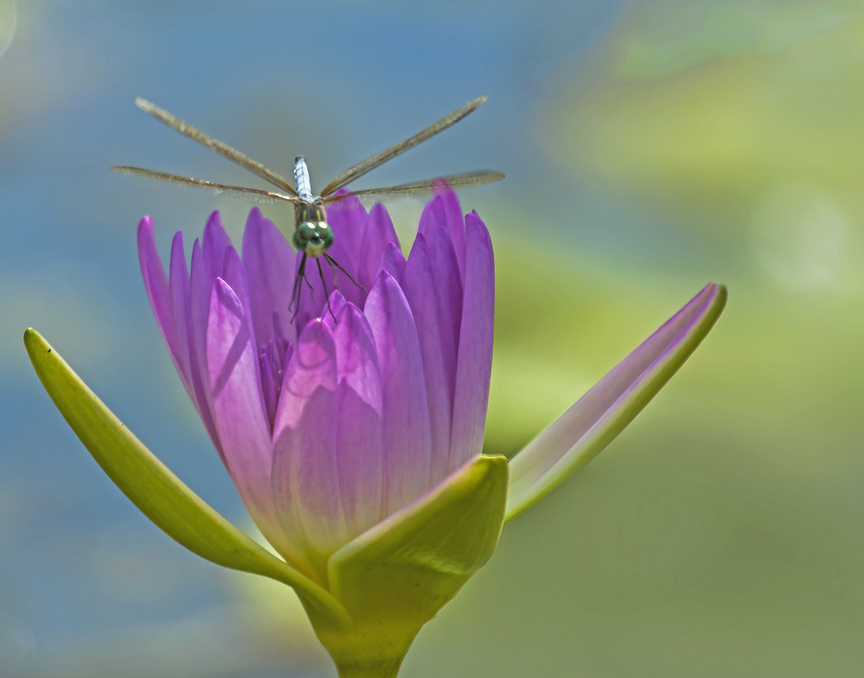 Canon EF 100-400mm F4.5-5.6L IS USM sample photo. Dragonfly and lily photography