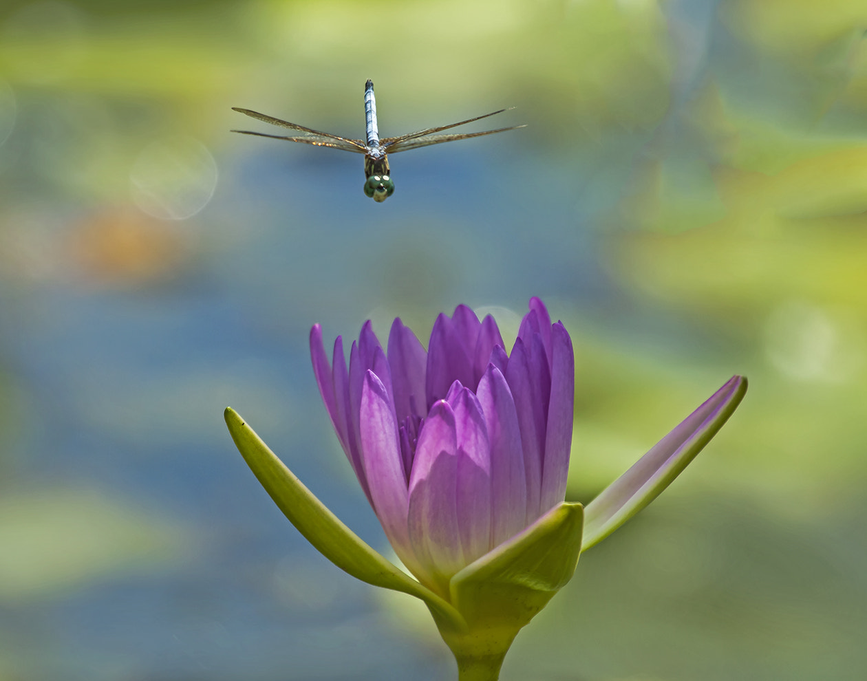 Canon EOS 50D + Canon EF 100-400mm F4.5-5.6L IS USM sample photo. Dragonfly and lily photography