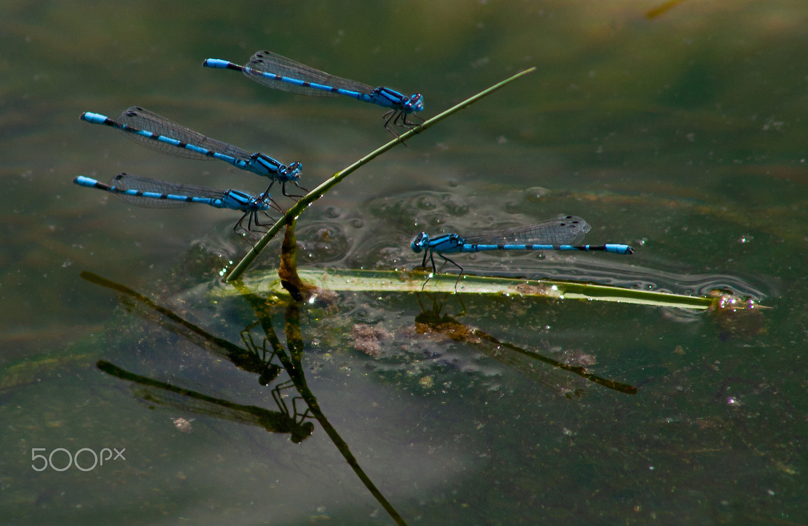 Canon EF 75-300mm f/4-5.6 USM sample photo. Dragonflies photography