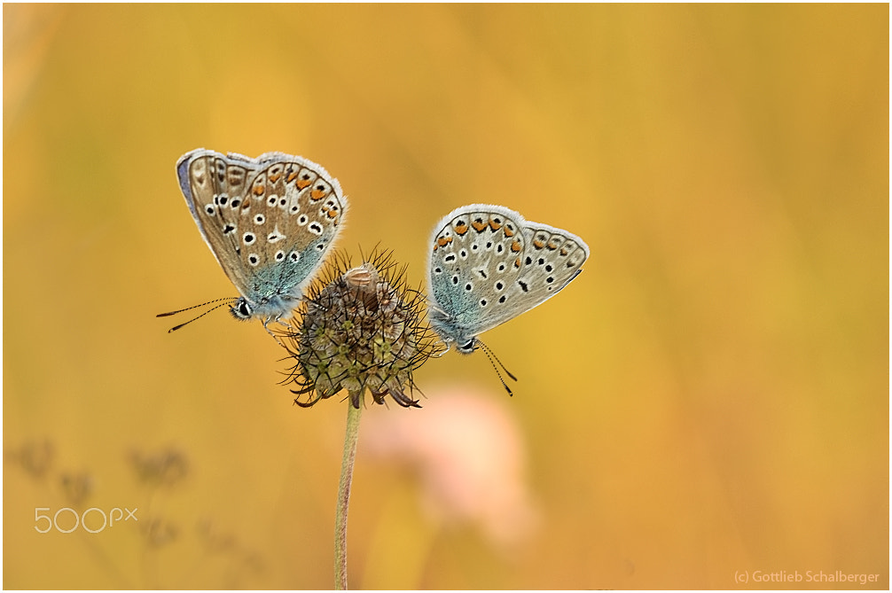 Nikon D90 + Sigma 150mm F2.8 EX DG Macro HSM sample photo. Rendezvous in the evening photography