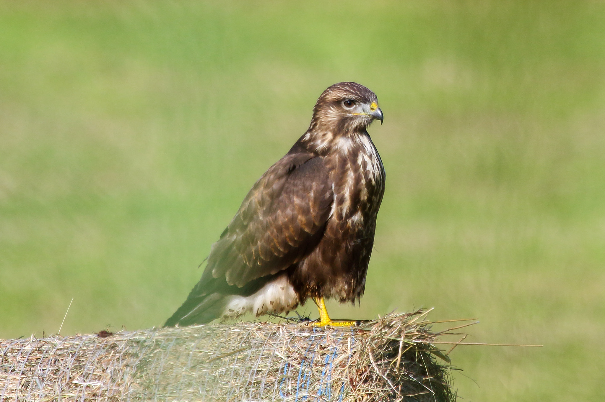 Canon EF 100-400mm F4.5-5.6L IS USM sample photo. Buzzard photography