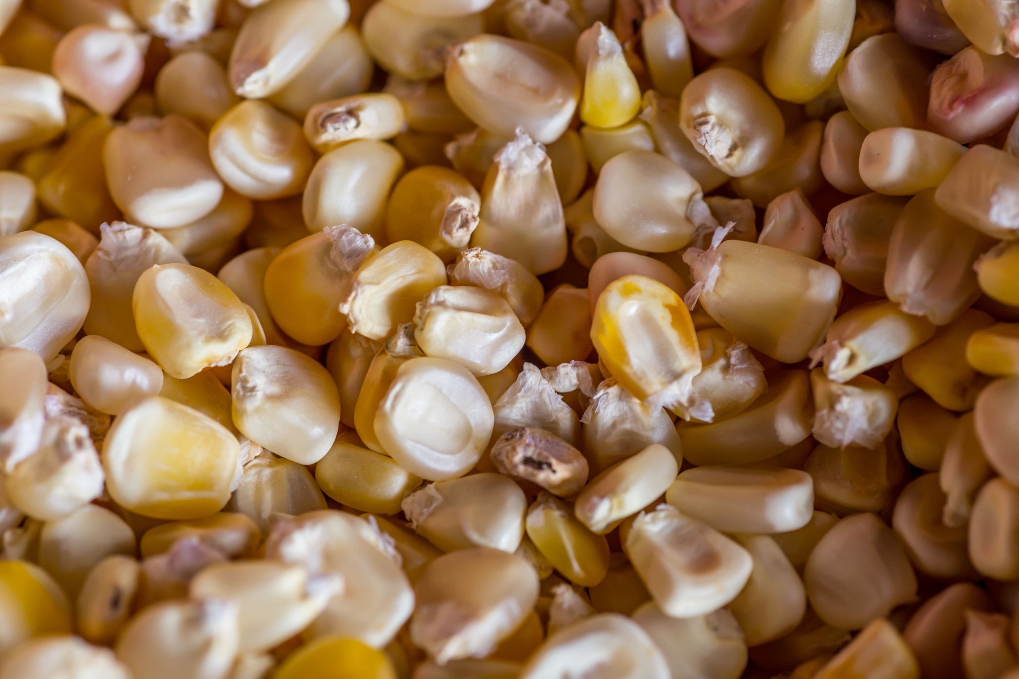 Canon EOS 6D + Tamron SP AF 90mm F2.8 Di Macro sample photo. Macro closeup of corn group as a background photography