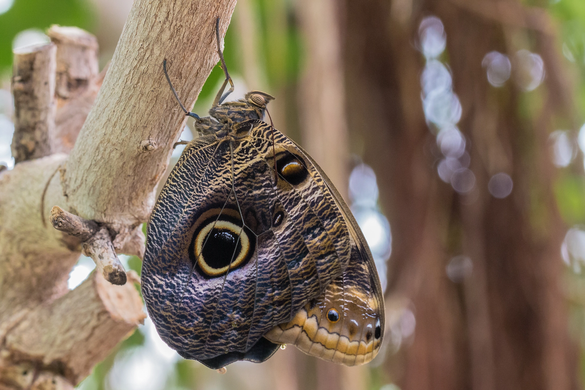 Canon EOS 700D (EOS Rebel T5i / EOS Kiss X7i) + Canon EF 100mm F2.8L Macro IS USM sample photo. Camouflage photography