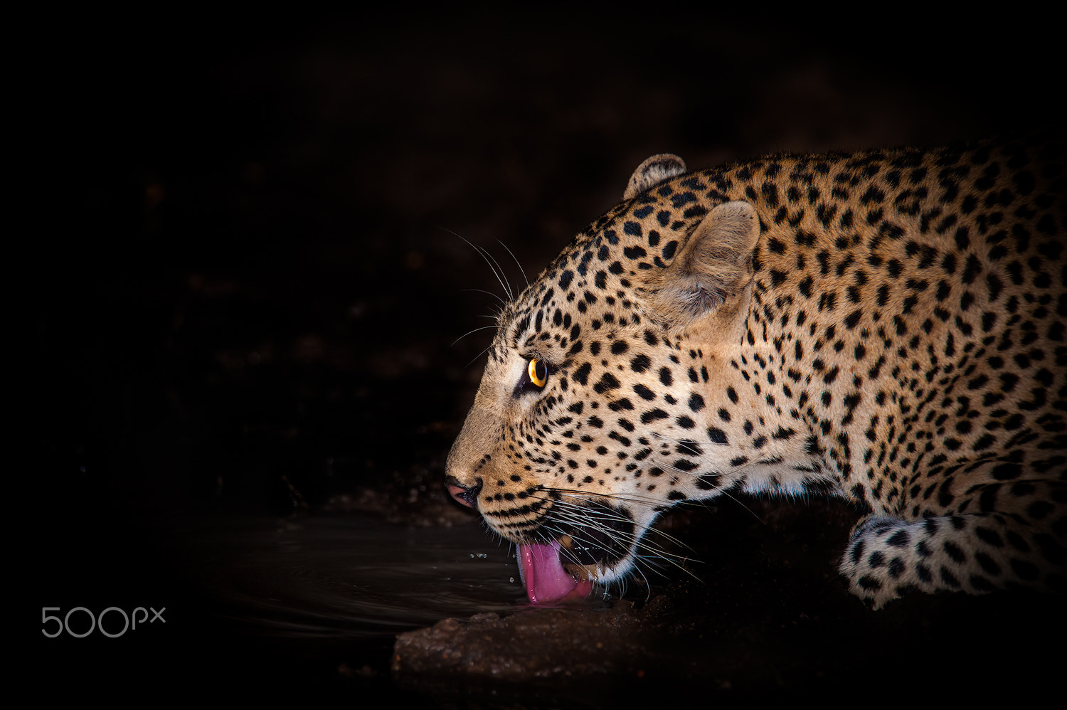 AF-S Nikkor 300mm f/2.8D IF-ED II sample photo. Leopard drinking photography