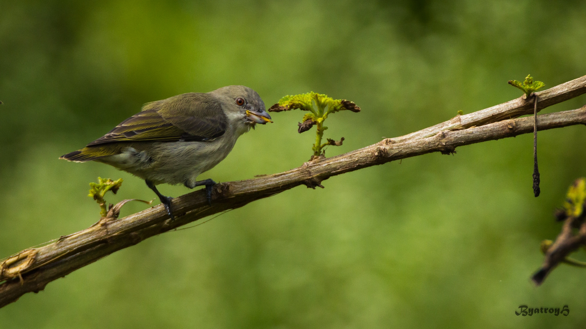 Canon EOS 60D + Tamron SP 150-600mm F5-6.3 Di VC USD sample photo. Thick-billed flowerpecker photography