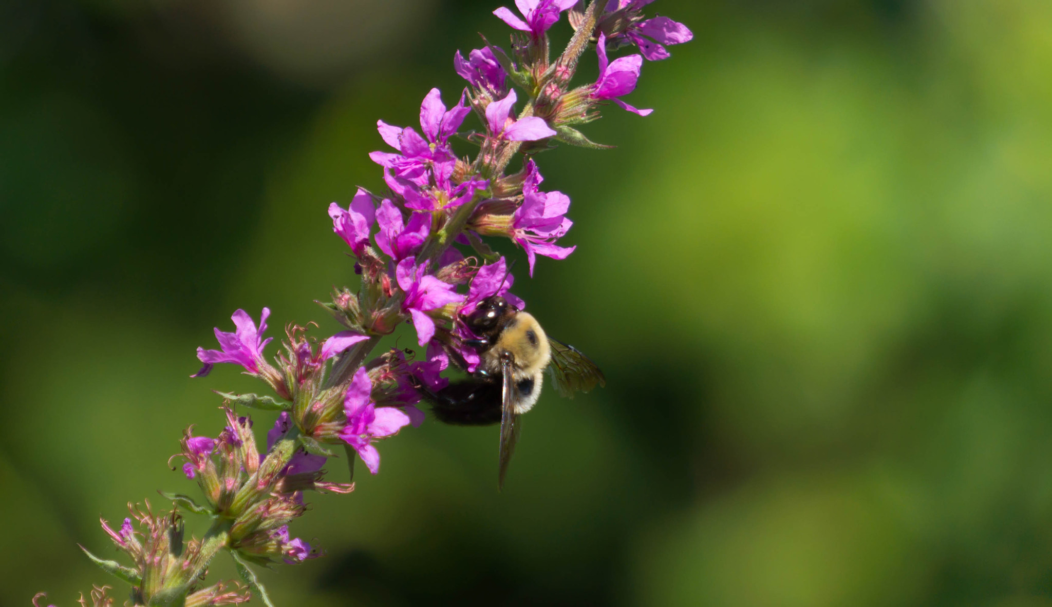 Sony Alpha NEX-5N + Sony E 55-210mm F4.5-6.3 OSS sample photo. Purpley bee photography