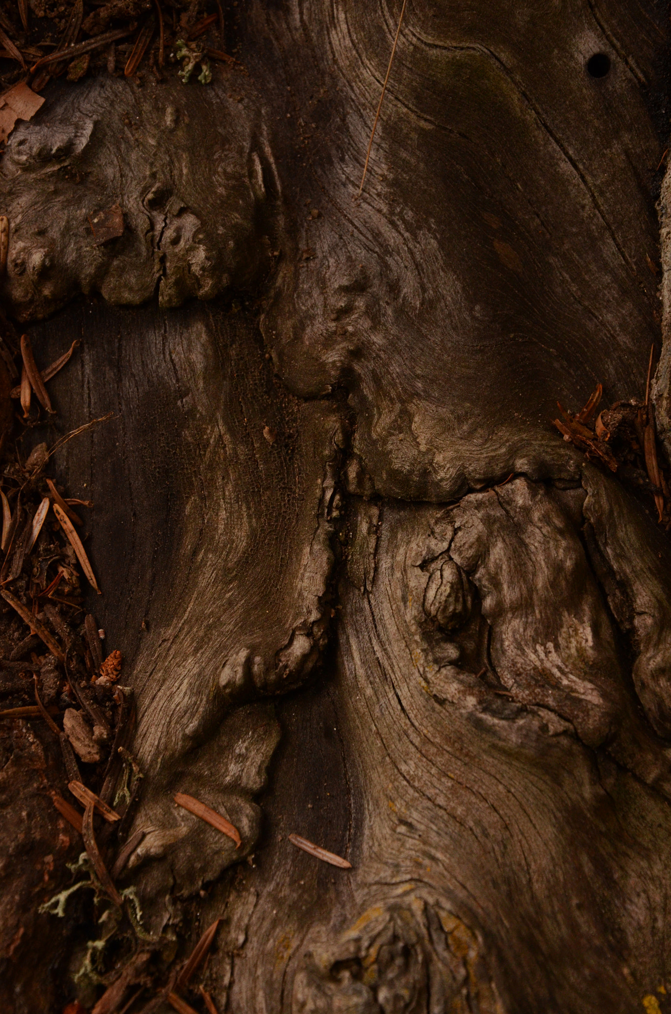 AF Zoom-Nikkor 24-50mm f/3.3-4.5D sample photo. Wood dies. he sleeps photography