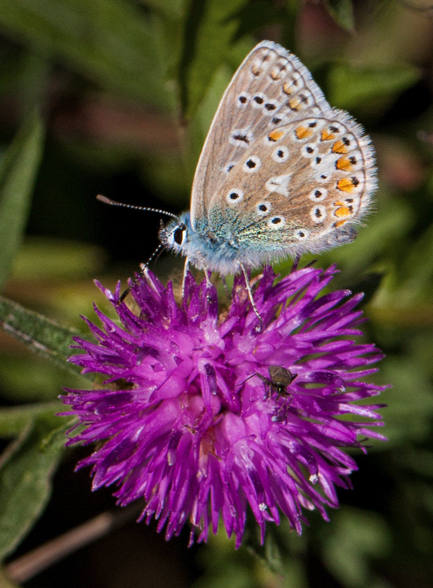 Canon EOS 40D + Canon EF 100mm F2.8L Macro IS USM sample photo. Chalk hill blue photography