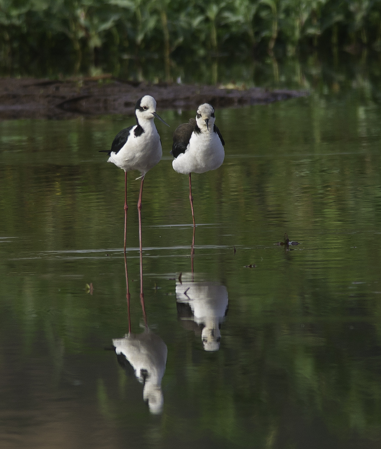 Nikon D600 + Nikon AF-S Nikkor 300mm F4D ED-IF sample photo. Pernilongo photography