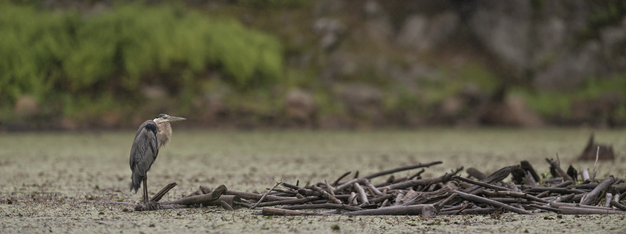 Nikon D800 + Nikon AF-S Nikkor 600mm F4G ED VR sample photo. Waiting at the dam... photography