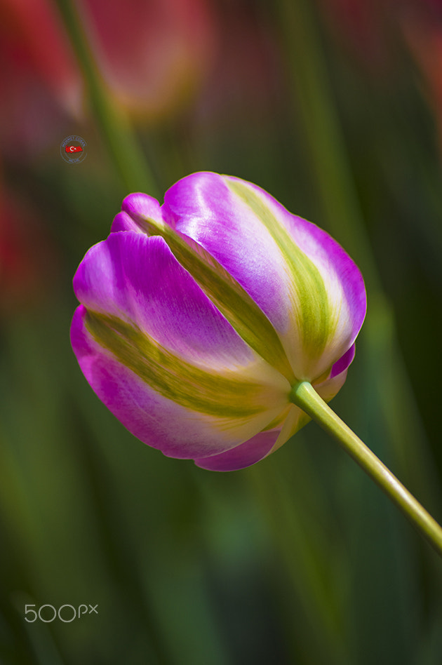 smc PENTAX-FA 100-300mm F4.7-5.8 sample photo. Pure fine. photography