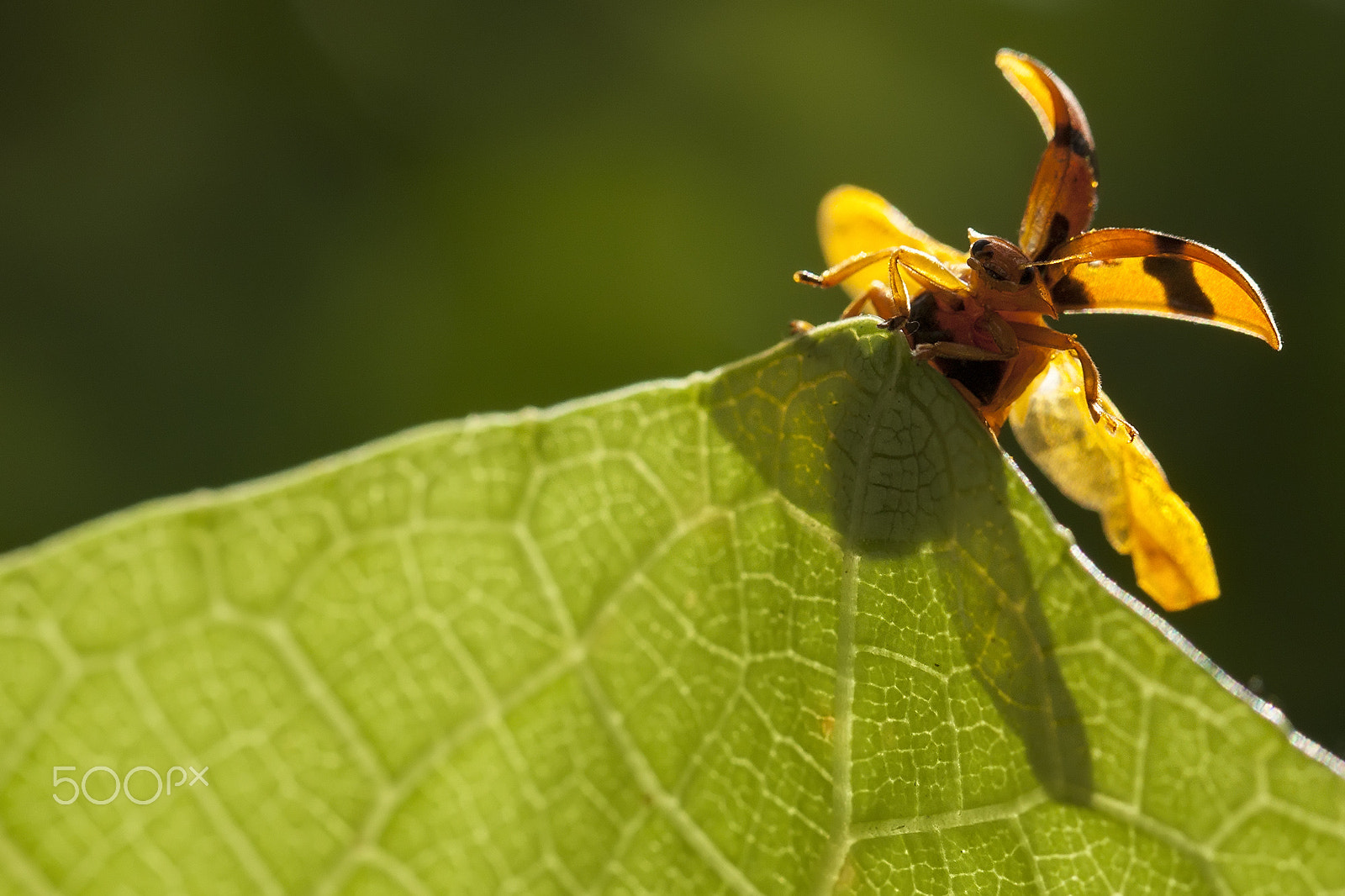 Canon EOS 50D + Canon EF 100mm F2.8L Macro IS USM sample photo. Ready to fly photography