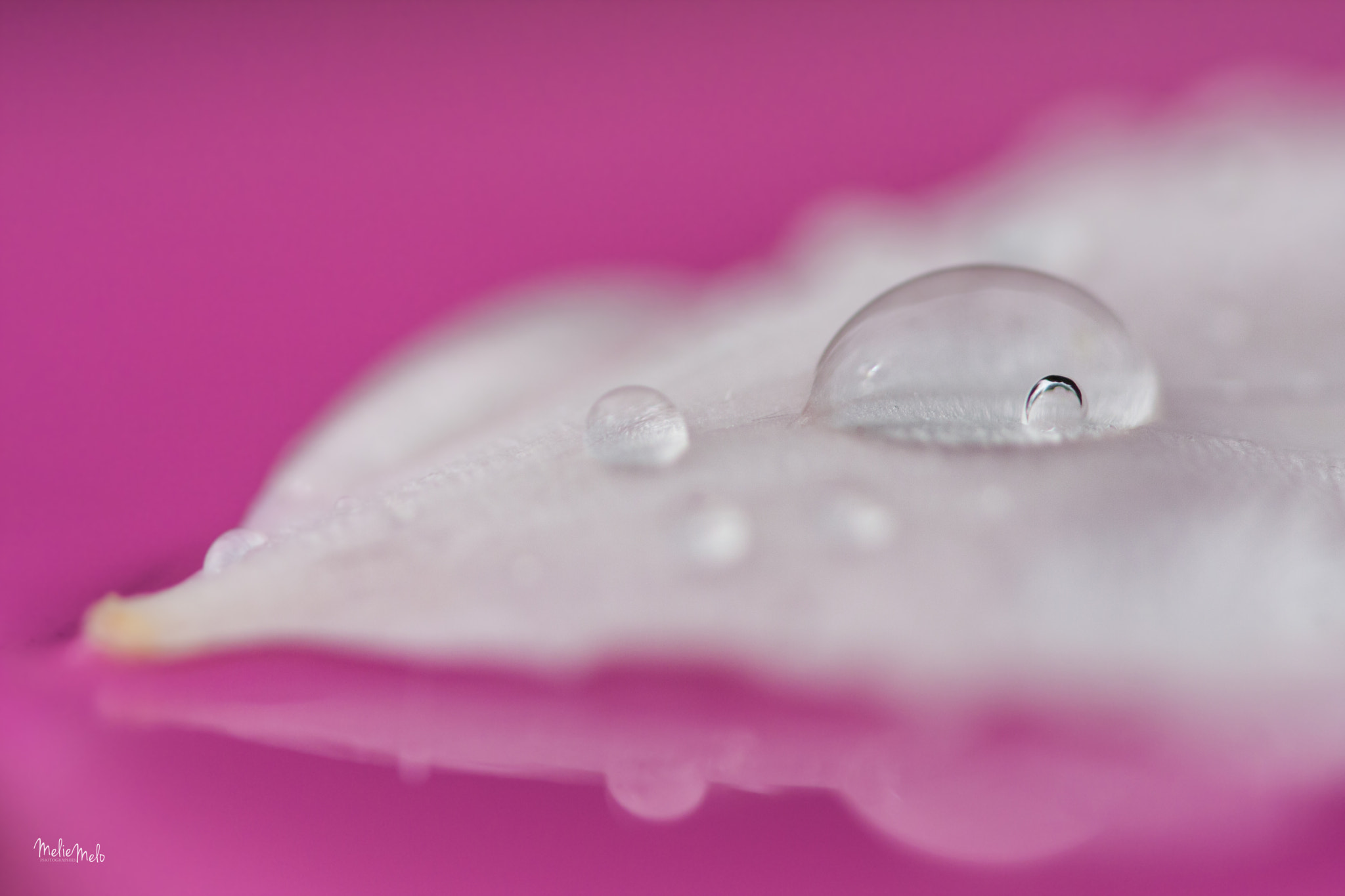 Canon EOS 40D + Canon EF 100mm F2.8L Macro IS USM sample photo. Rain drop photography