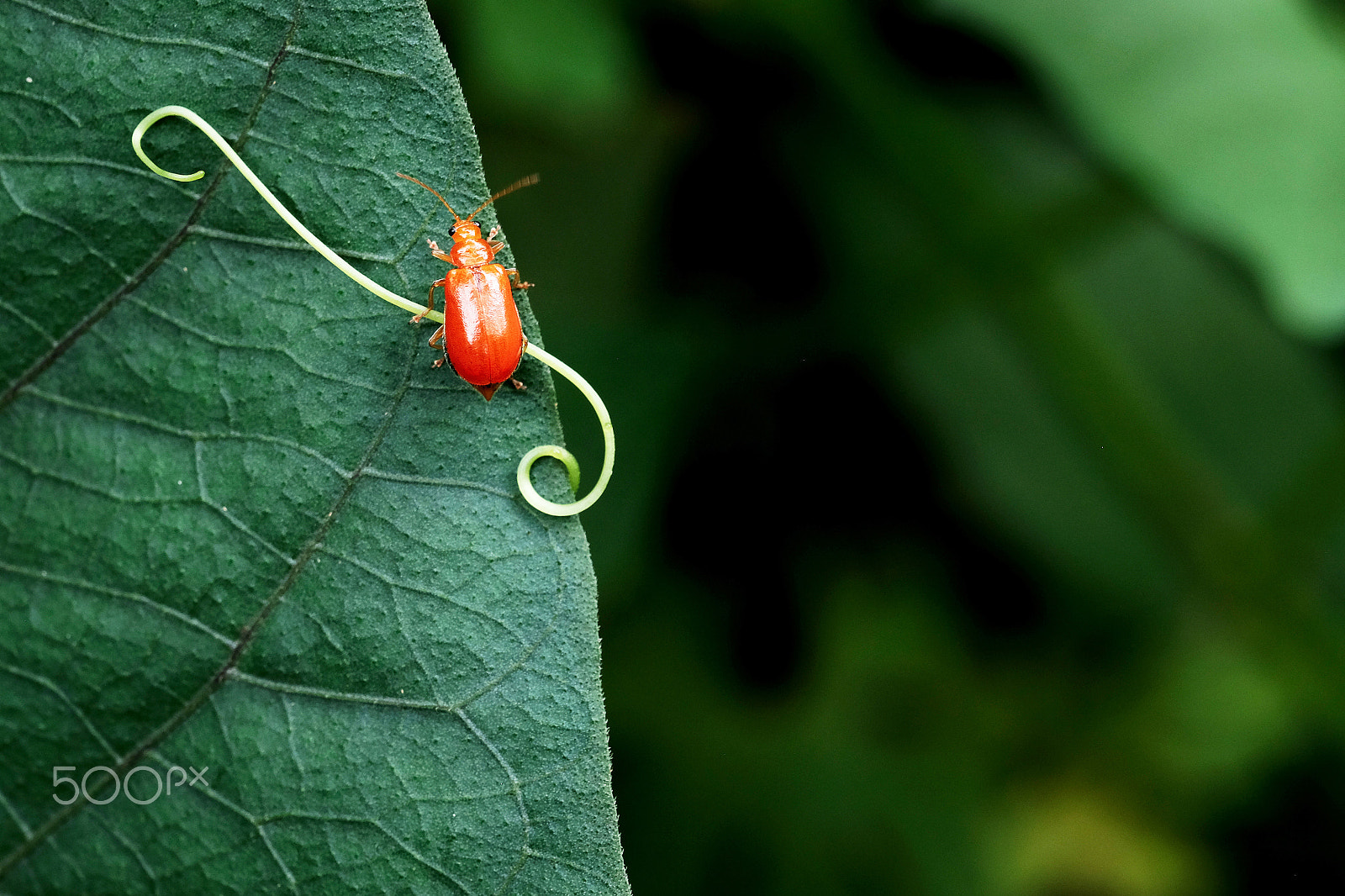Fujifilm X-E2 + Fujifilm XF 60mm F2.4 R Macro sample photo. Insect on green left photography