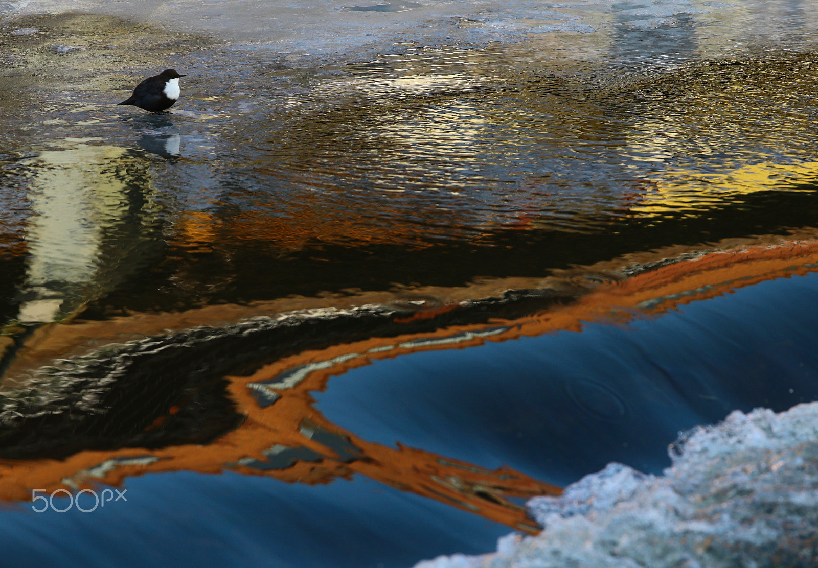 Canon EF 300mm F2.8L IS USM sample photo. Dipper on water photography