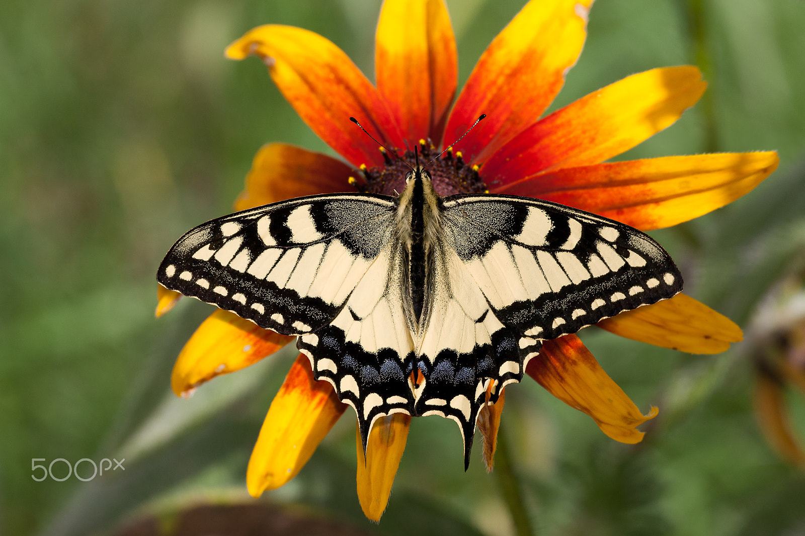 Canon EOS 5D Mark II + Sigma 70mm F2.8 EX DG Macro sample photo. Machaon photography