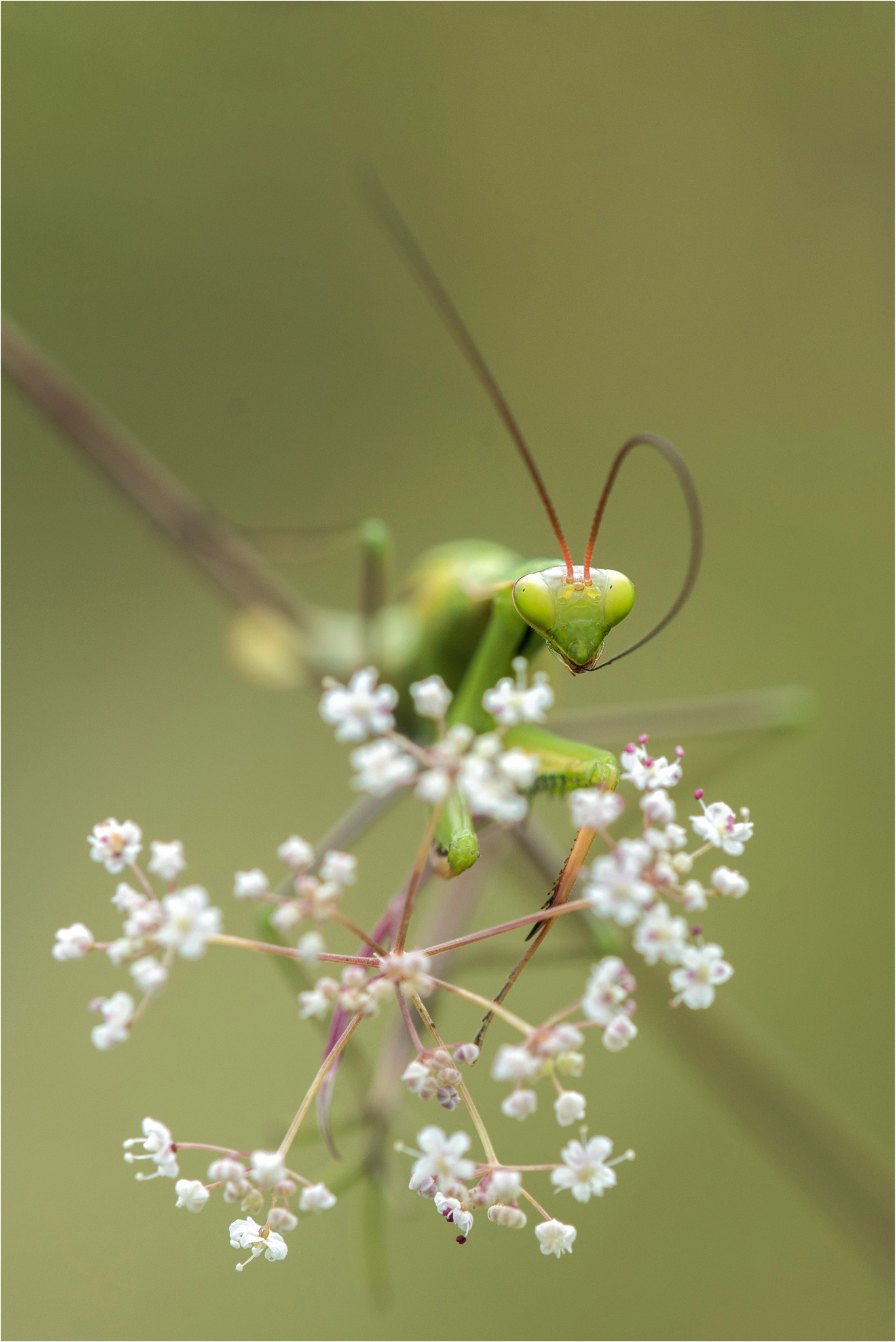 Nikon D810 + Nikon AF Micro-Nikkor 200mm F4D ED-IF sample photo. Immer dabei - die zahnseide photography