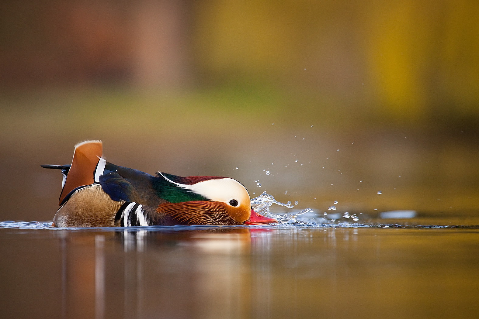 Canon EOS 5D Mark II + Canon EF 100-400mm F4.5-5.6L IS USM sample photo. Mandarin duck photography