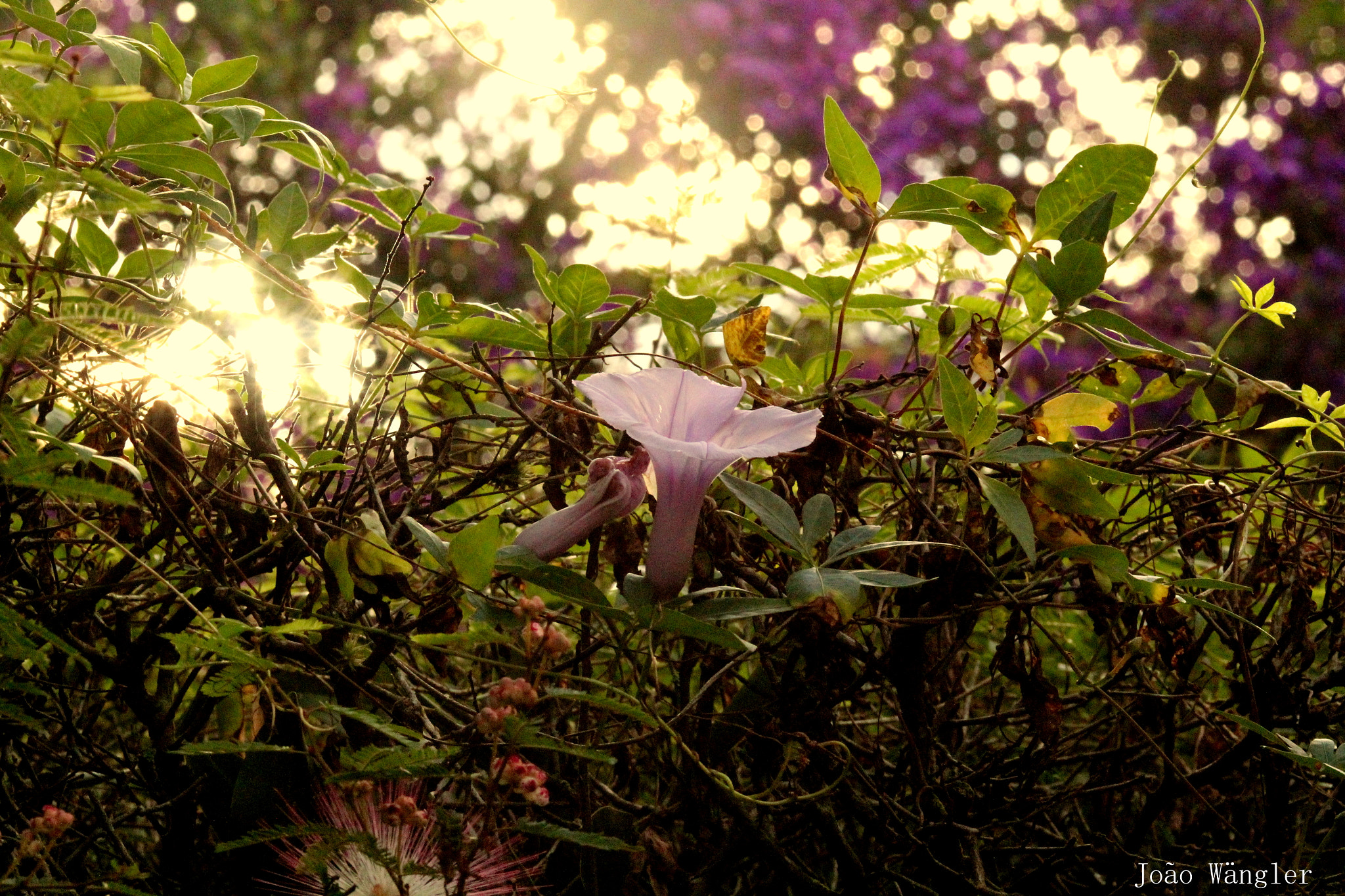 Canon EF 75-300mm f/4-5.6 USM sample photo