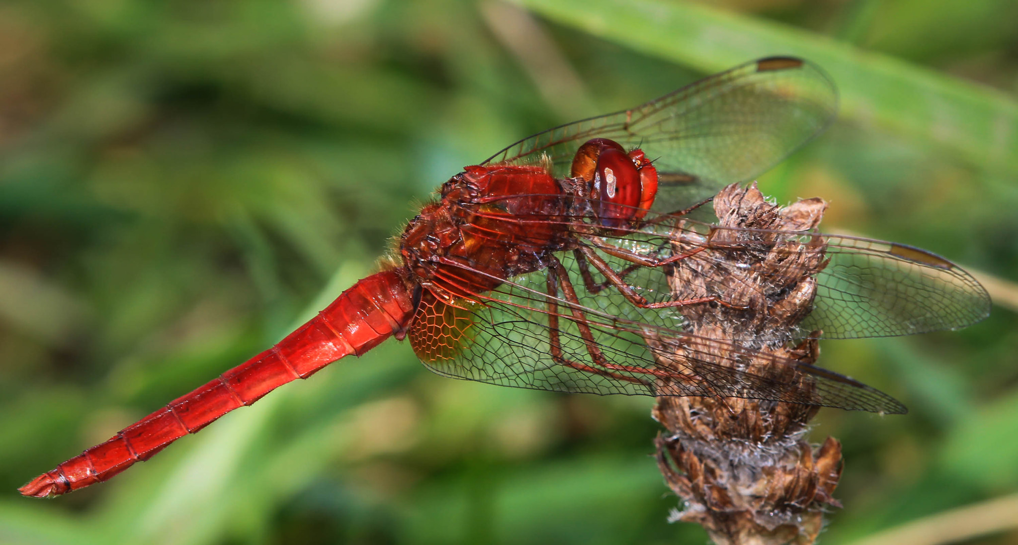 Canon EOS 7D + Tamron SP AF 180mm F3.5 Di LD (IF) Macro sample photo. Fire dragonfly photography