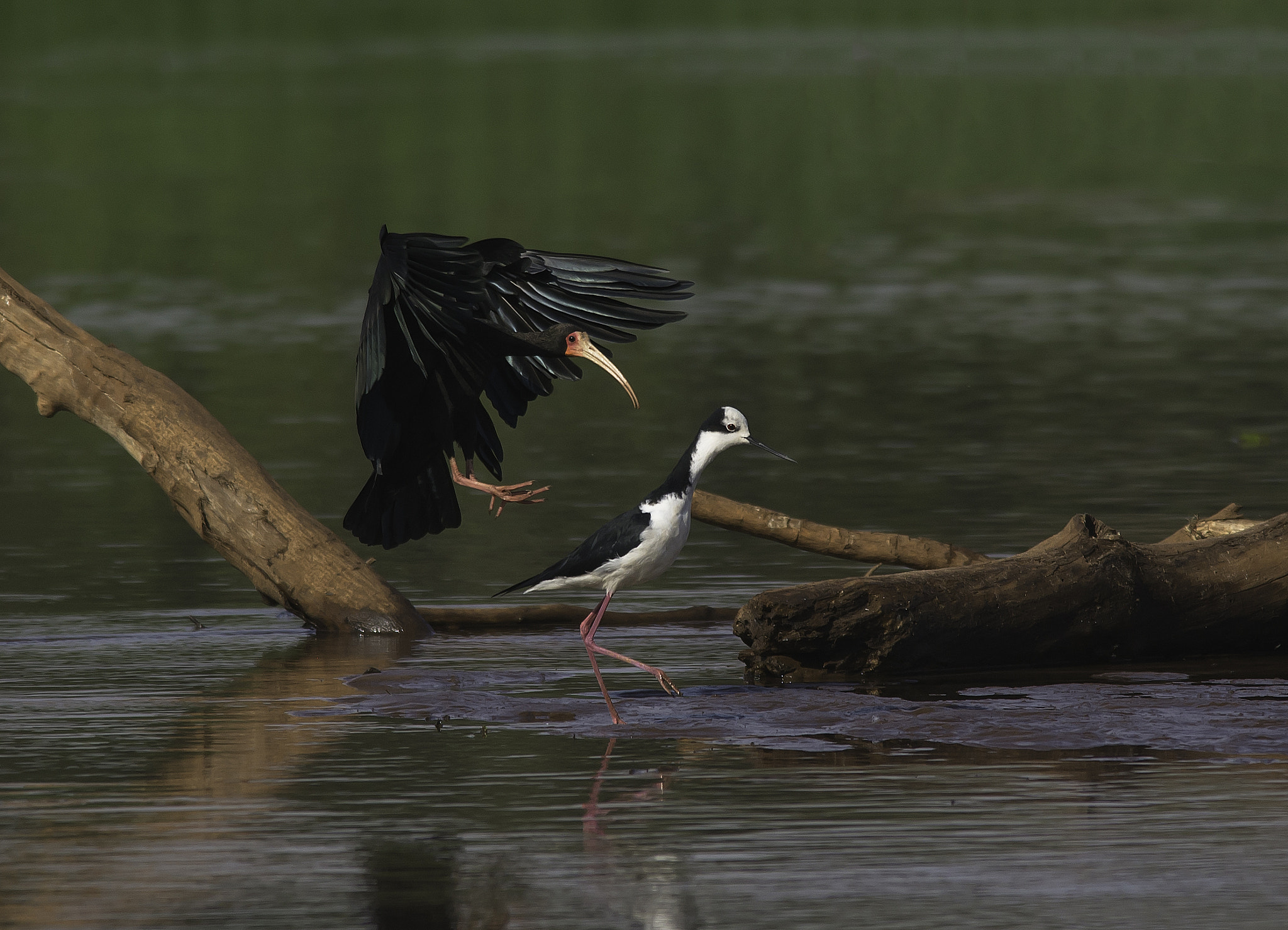 Nikon D600 + Nikon AF-S Nikkor 300mm F4D ED-IF sample photo. Refugio photography