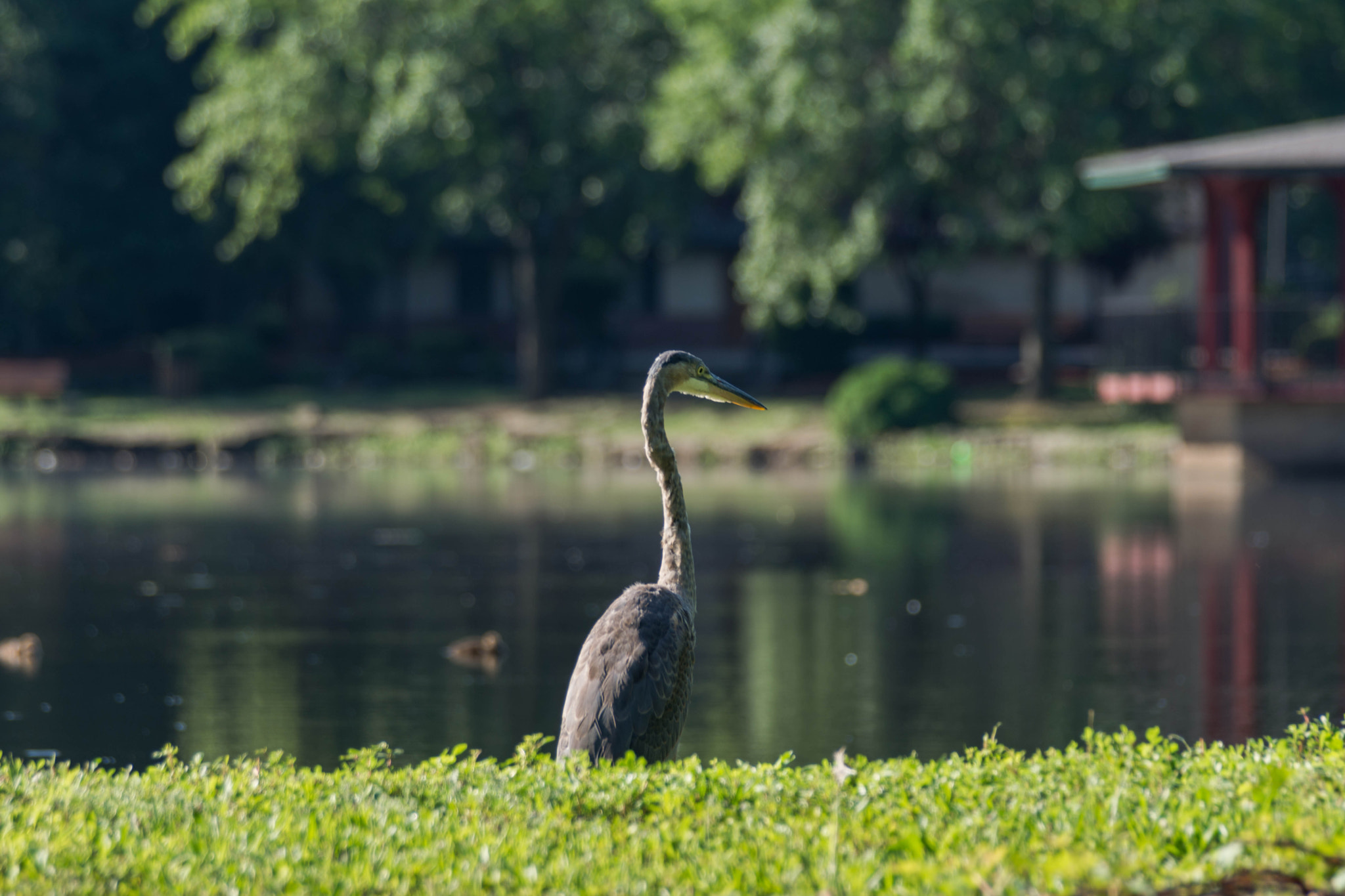 Nikon D5200 + Sigma 70-300mm F4-5.6 DG OS sample photo. Fishing for breakfast  photography