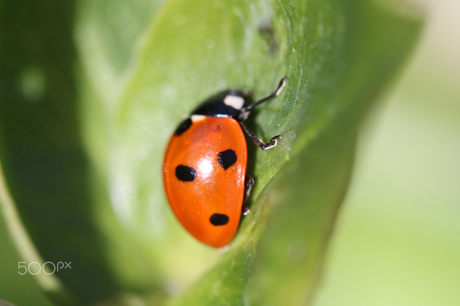 Sigma 105mm F2.8 EX DG OS HSM sample photo. Ladybird photography