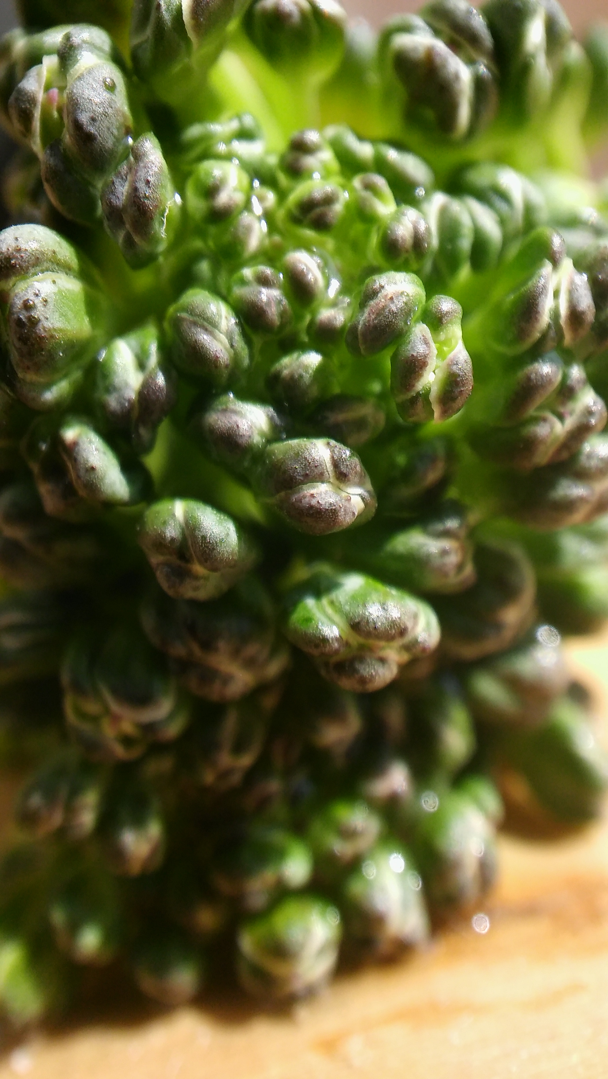 LG SPIRIT 4G LTE sample photo. Broccoli photography