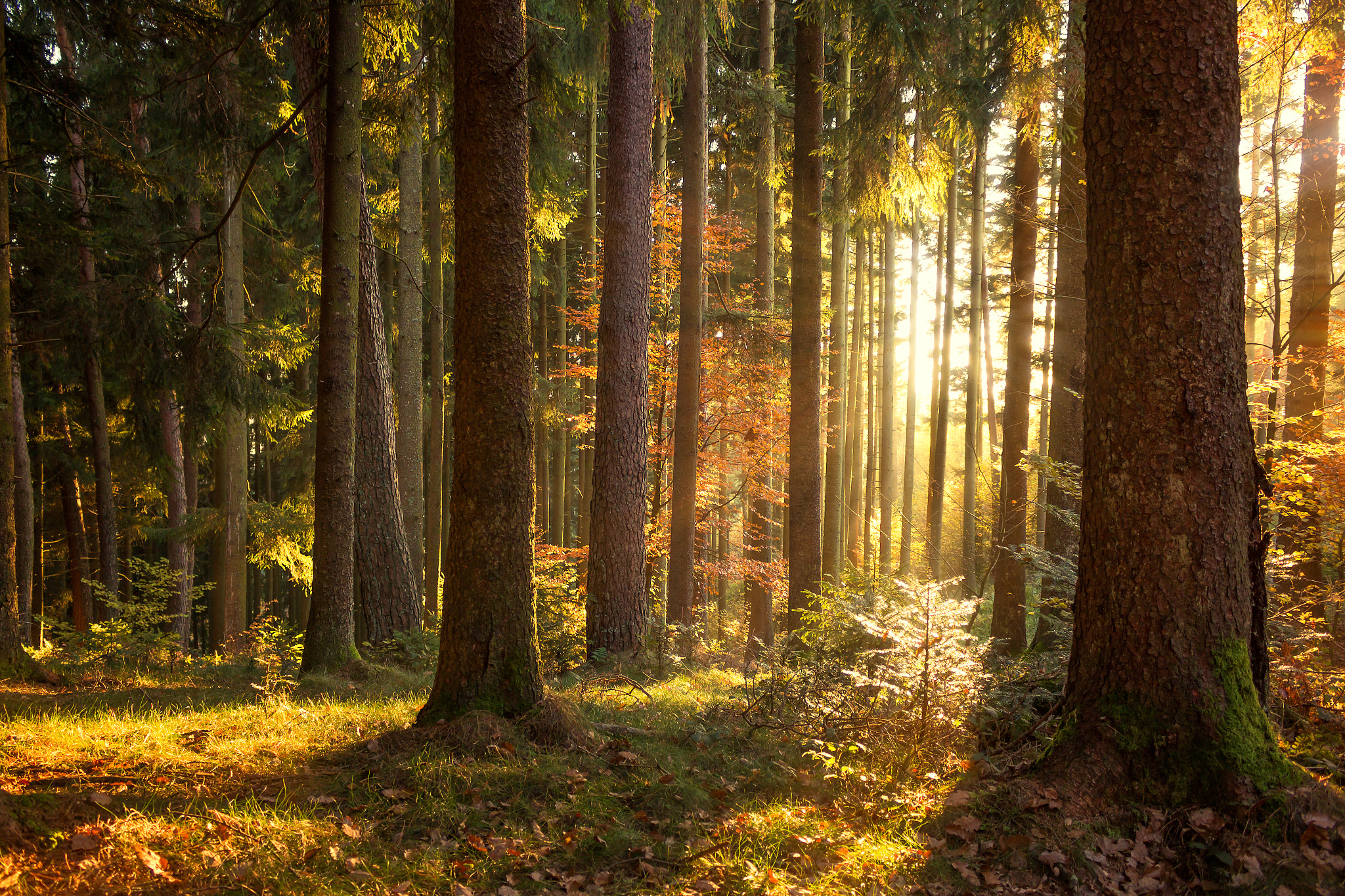 Wonderful Autumn in Black Forest