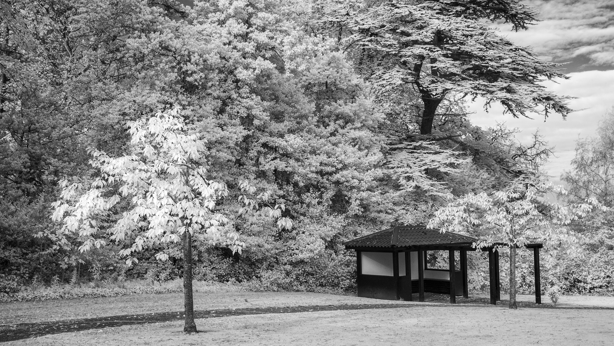 Canon EOS-1D Mark II sample photo. Lauriston castle tree photography