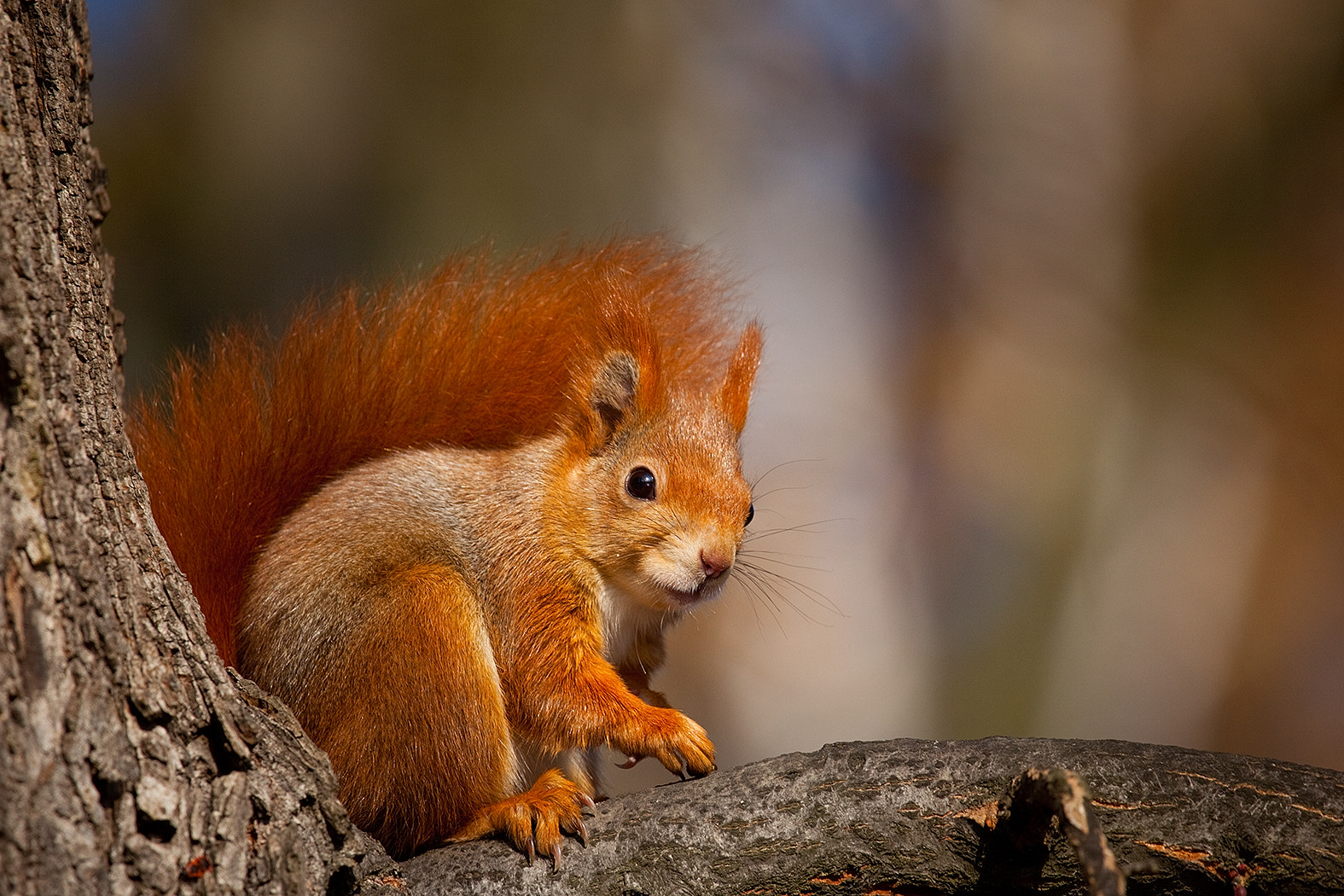 Canon EOS 5D Mark II + Canon EF 100-400mm F4.5-5.6L IS USM sample photo. Squirrel photography