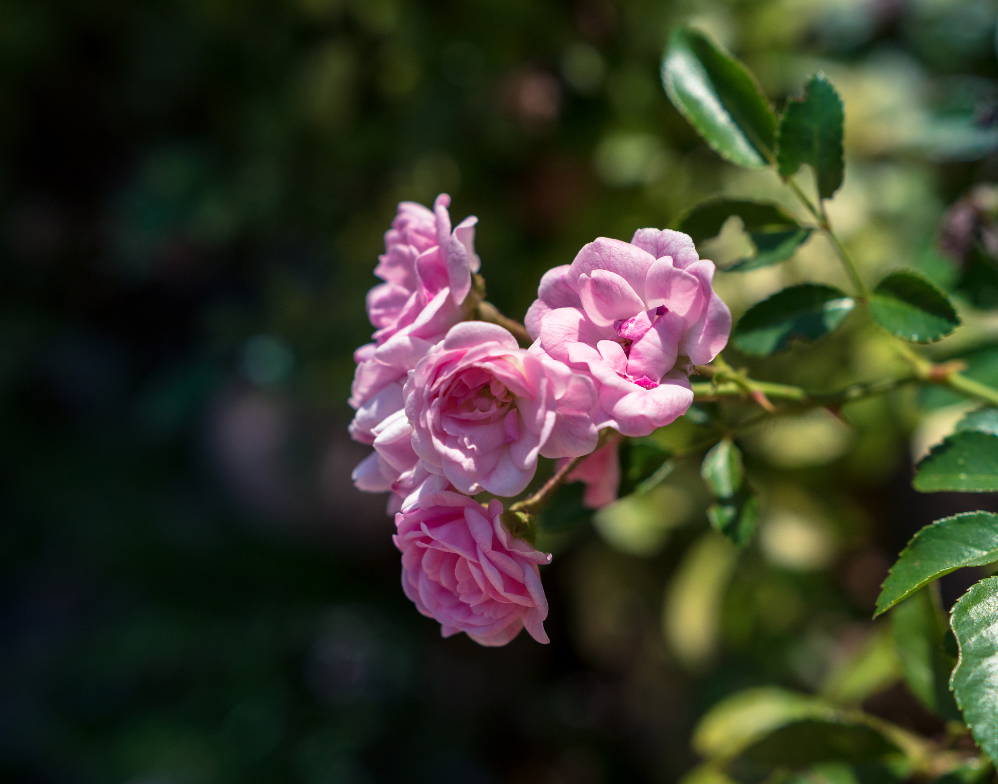 Sony a6300 + 18-35mm F1.8 DC HSM | Art 013 sample photo. Pink roses photography