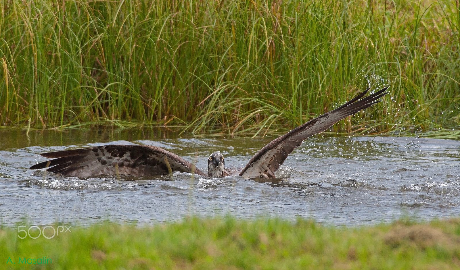Nikon D90 + Nikon AF-S Nikkor 300mm F4D ED-IF sample photo. Waterbird photography