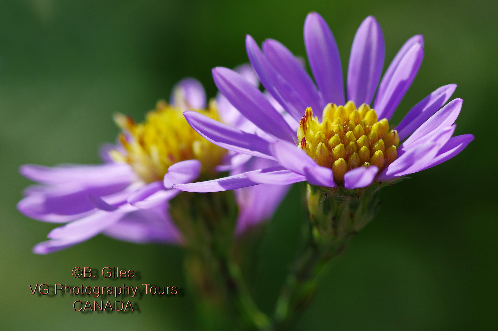 Pentax smc D-FA 100mm F2.8 macro sample photo. Last to bloom photography