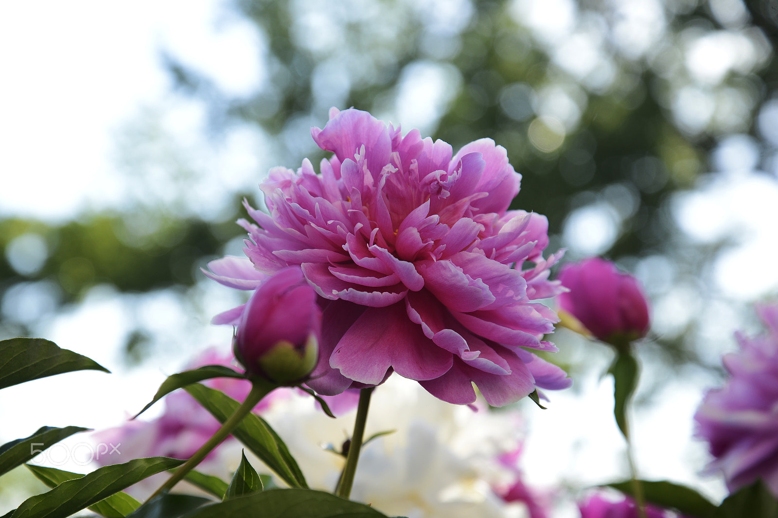 Nikon D600 + Sigma 50mm F1.4 DG HSM Art sample photo. Peony photography